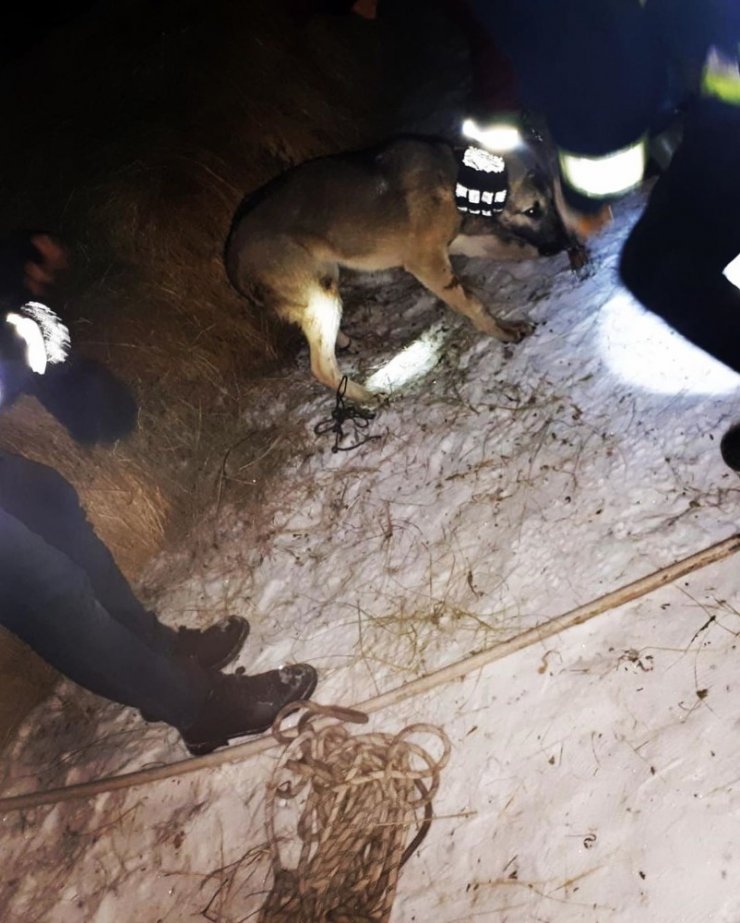 Boynuna tel dolanan köpeğin imdadına itfaiye ekipleri yetişti
