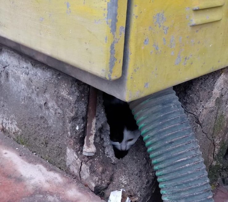 Elektrik trafosuna sıkışan kedi kurtarıldı