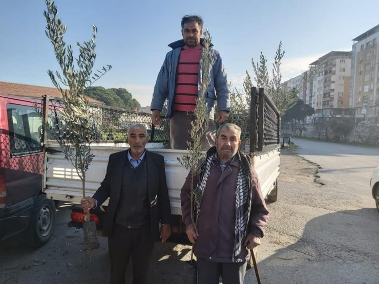 Şehzadeler Ziraat Odasından üreticiye 35 bin zeytin fidanı