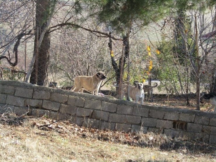 Adıyaman’da köpek dehşeti
