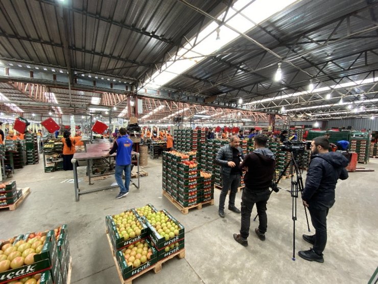 Domatesi arılar üretiyor, hormon söylentileri tarihe karışıyor