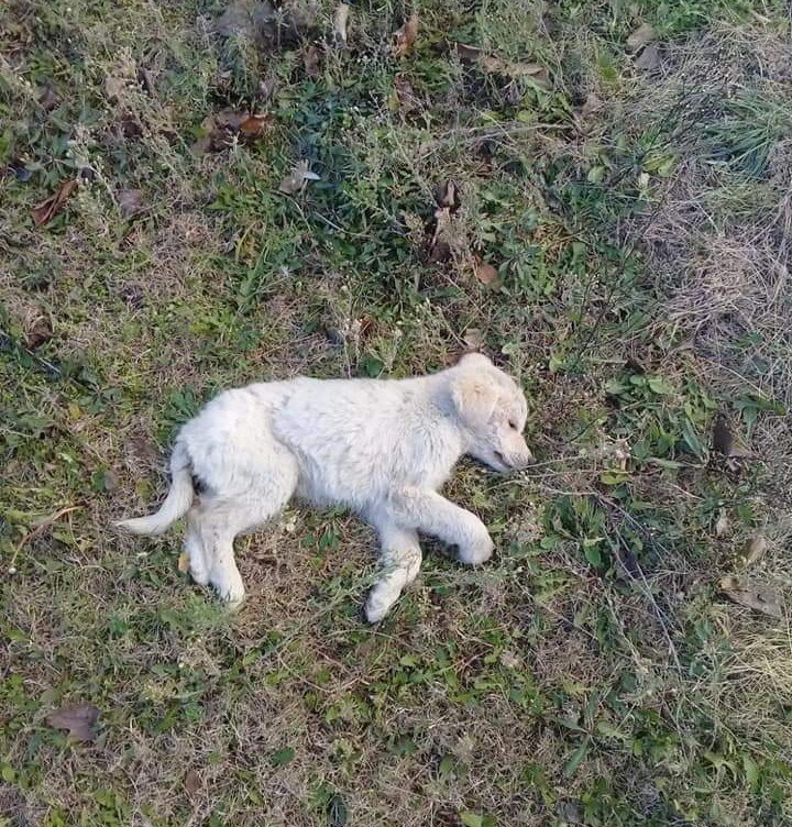 İzmir’de 12 yavru köpeğin zehirlenerek öldürüldüğü iddiası