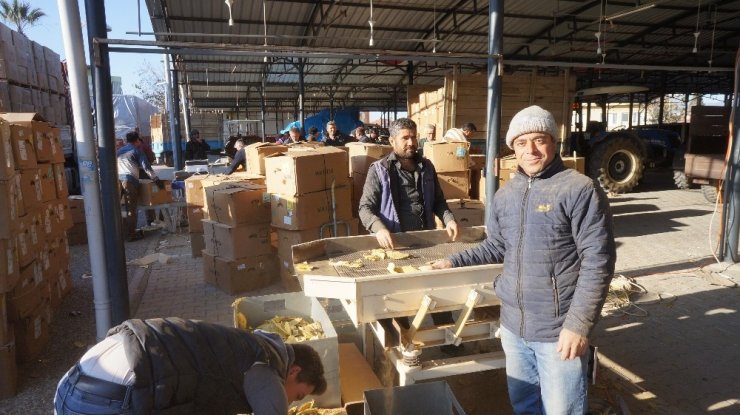 Sarıgöl’de tütün alımları başladı