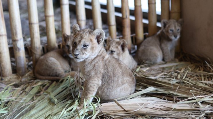 Çocuklara aslanlı ve akvaryumlu yarıyıl hediyesi