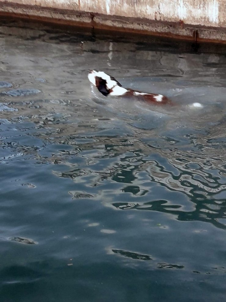 Dere’ye düşen köpeğin imdadına İtfaiye yetişti