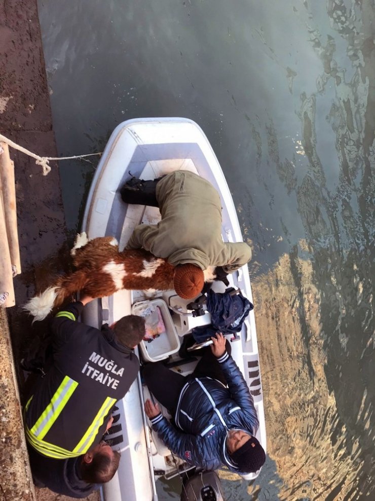 Dere’ye düşen köpeğin imdadına İtfaiye yetişti