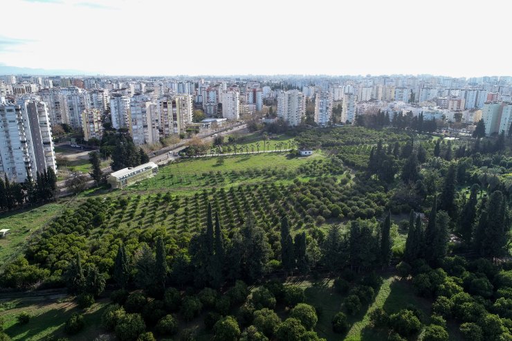 "Narenciyenin gen merkezi"nde görsel şölen