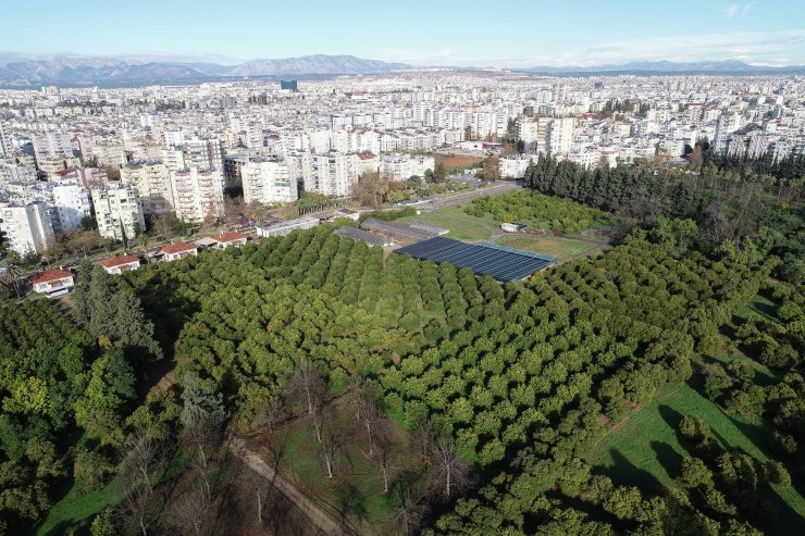 "Narenciyenin gen merkezi"nde görsel şölen