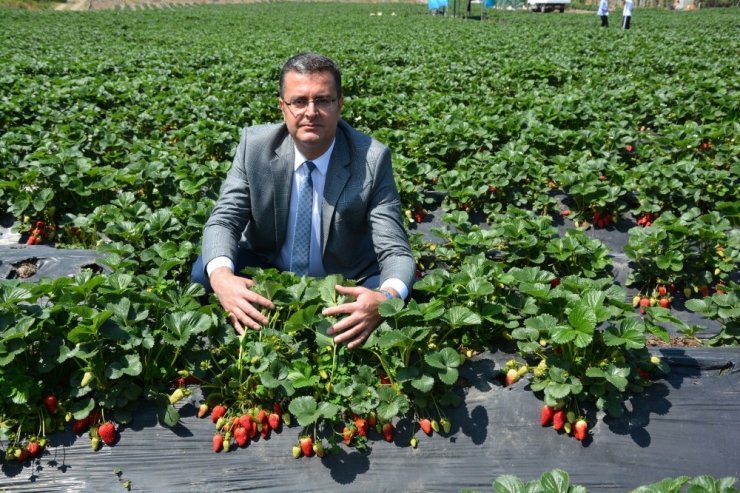 Ordu’da çilek ve mantar üretimi arttı