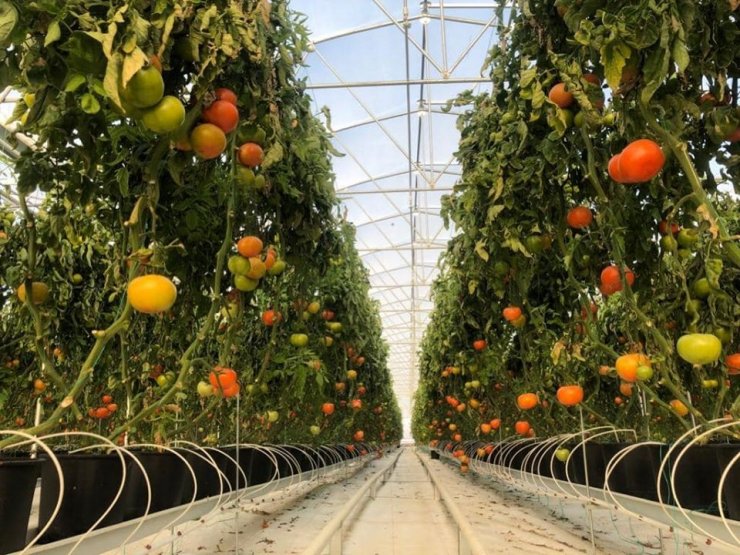 Jeotermale dayalı sera bölgesi projesine ilk adım