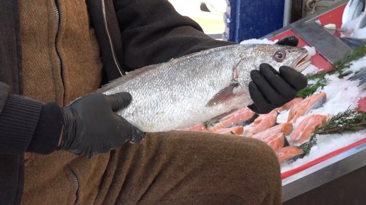 Padişahların vazgeçilmezi, denizlerin kraliçesi lüferin kilosu 120 lira