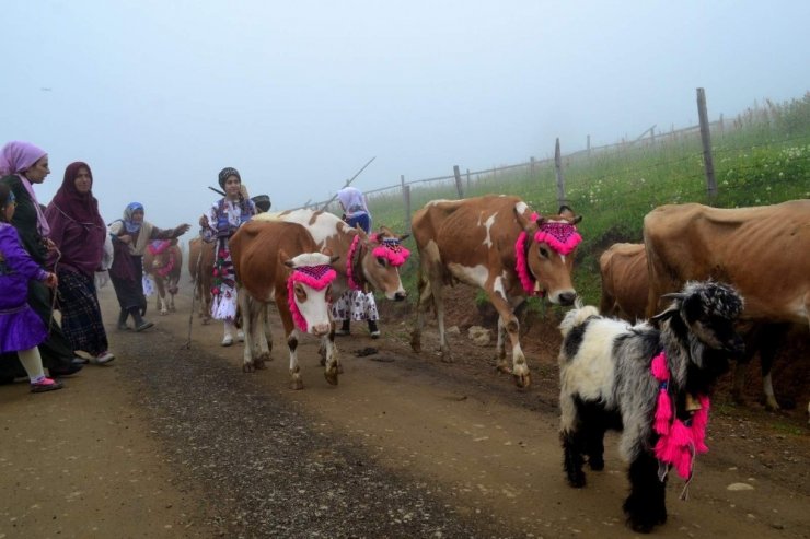 Trabzon’da büyük ve küçükbaş hayvan sayılarında artış