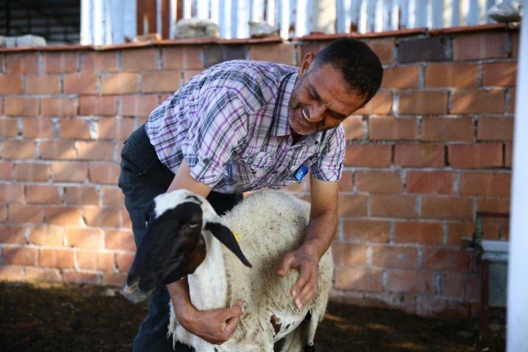 Sakız koyunları dertlere derman oldu