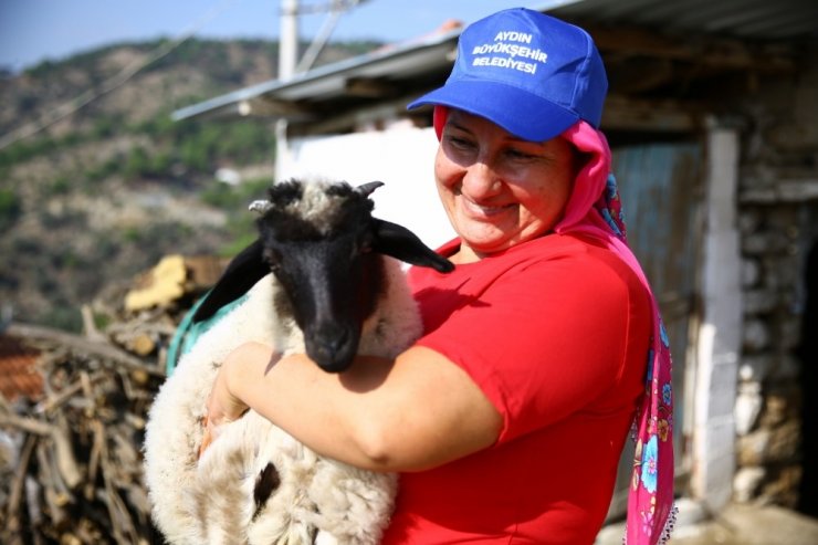 Sakız koyunları dertlere derman oldu