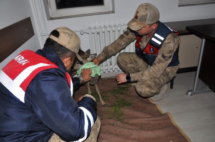 Yaralı karacanın imdadına jandarma yetişti