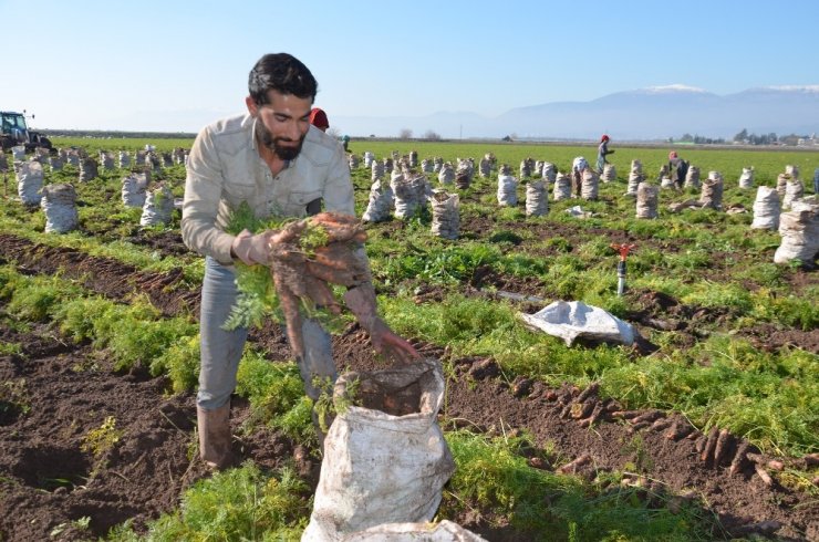 Havucun sofraya zahmetli yolculuğu