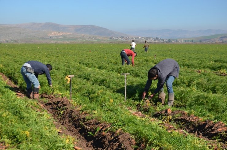 Havucun sofraya zahmetli yolculuğu