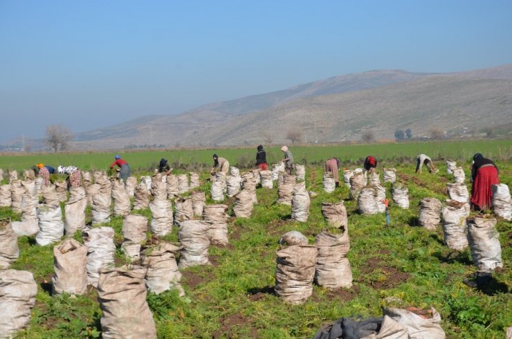 Havucun sofraya zahmetli yolculuğu