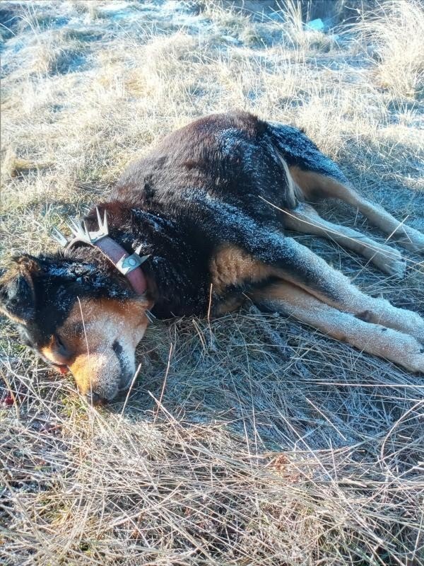 Kastamonu’da köpeği öldürdükten sonra üç evi de soydular