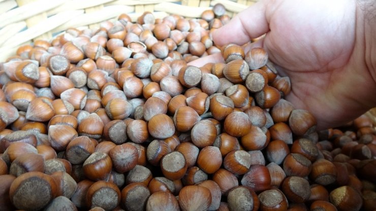 Kabuklu fındık 20 lira oldu