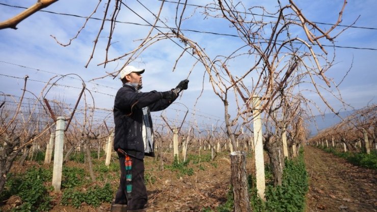 Sarıgöl’de bağların budanmasına başlandı