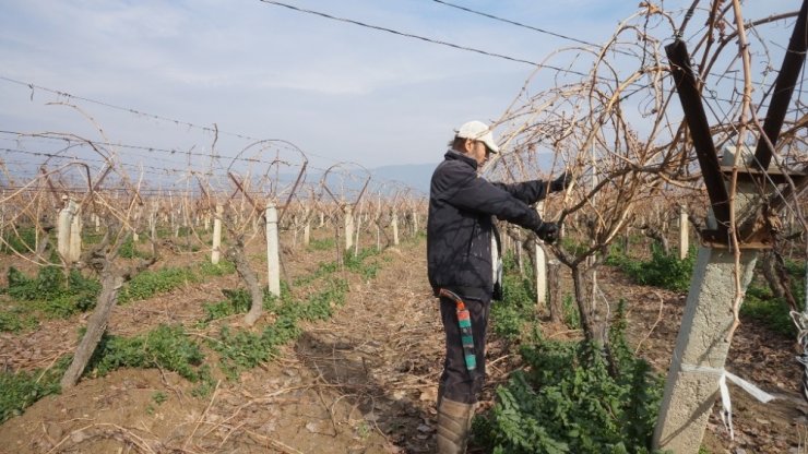Sarıgöl’de bağların budanmasına başlandı