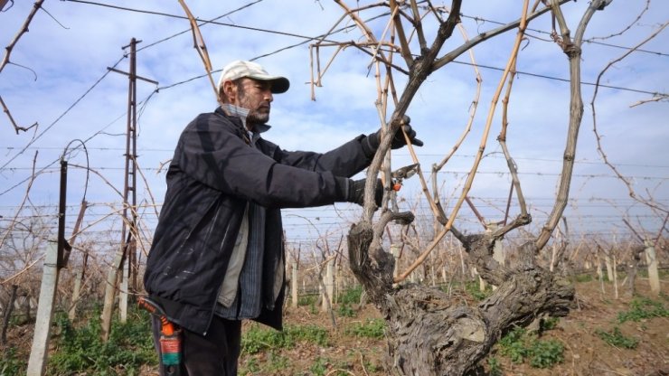 Sarıgöl’de bağların budanmasına başlandı