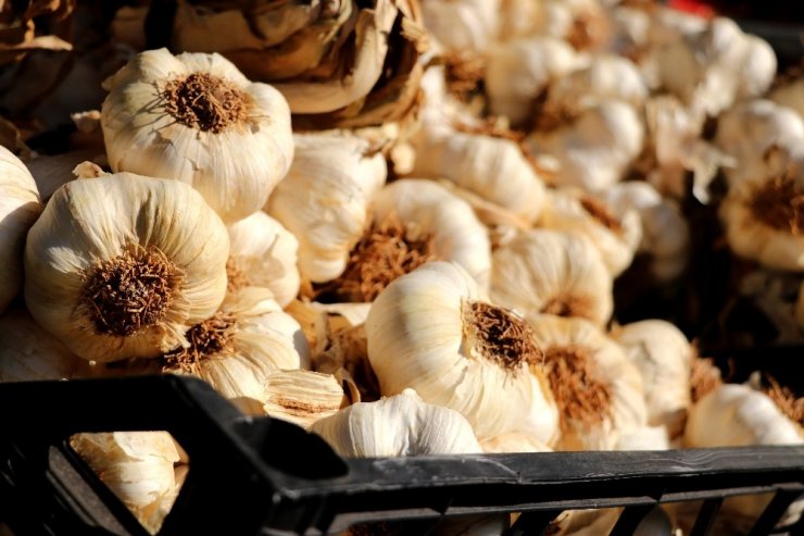 Sarımsak halde 35, pazarda 80 lira