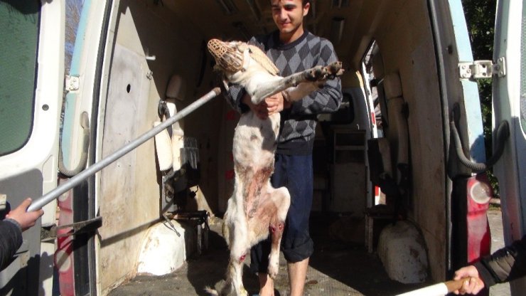 Yaralı köpeğe jandarma sahip çıktı