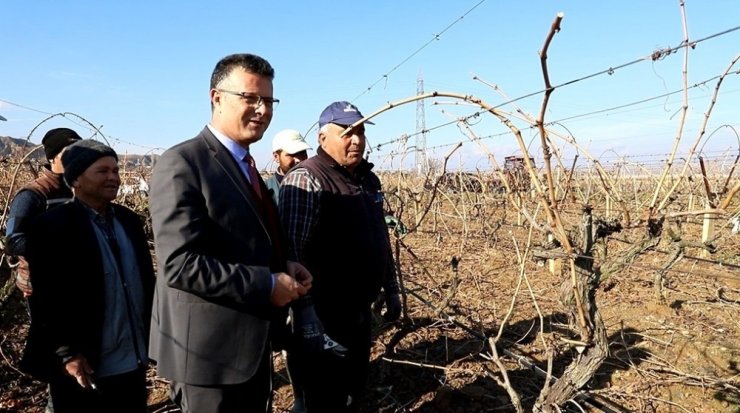 Başkan Öküzcüoğlu bağ budaması yapan çiftçileri yalnız bırakmadı