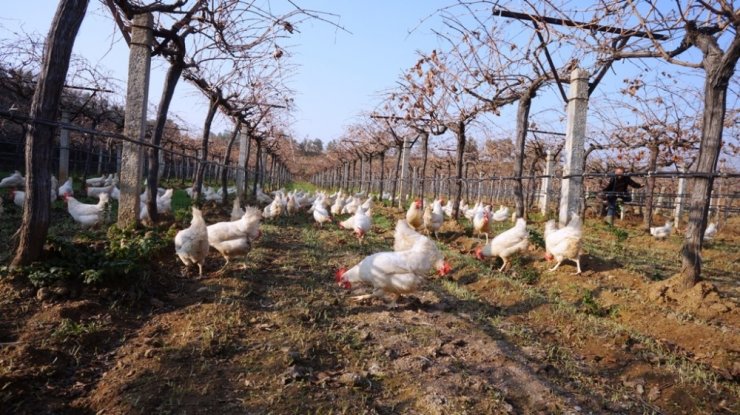 Üzüm üreticisi ’gezen tavuk’ hayalini gerçekleştirdi