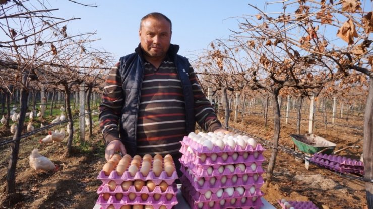 Üzüm üreticisi ’gezen tavuk’ hayalini gerçekleştirdi