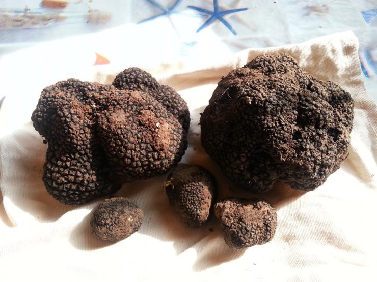 Trüf mantarında ticari hacim 130 milyon liraya ulaştı