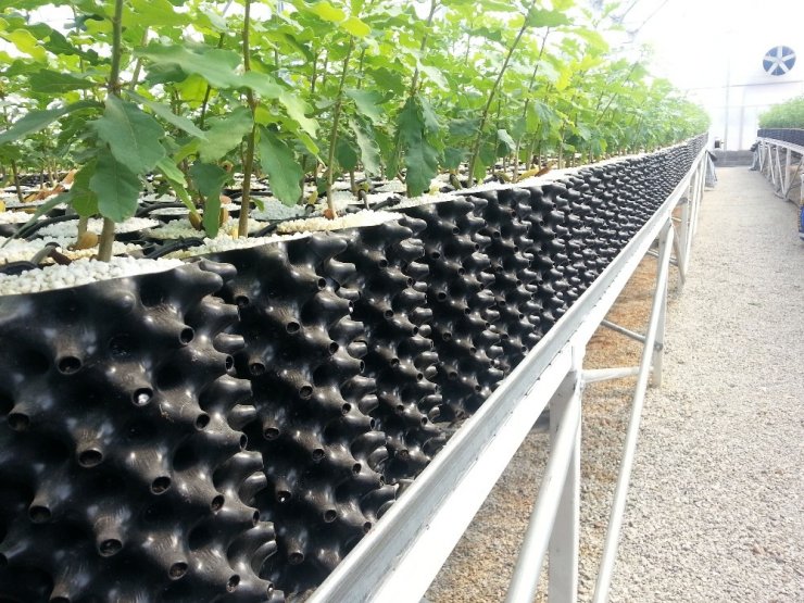 Trüf mantarında ticari hacim 130 milyon liraya ulaştı