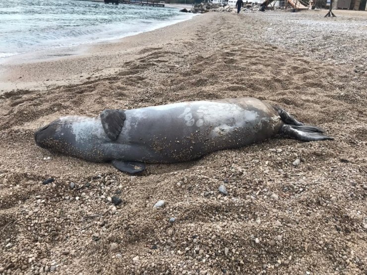 Antalya’da ölü Akdeniz foku kıyıya vurdu
