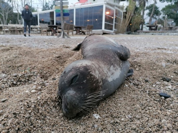 Antalya’da ölü Akdeniz foku kıyıya vurdu