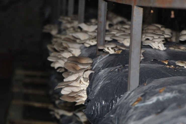 Mantar üretimine hobi olarak başladı, ayda 2 ton üretime rağmen siparişlere yetişemez oldu