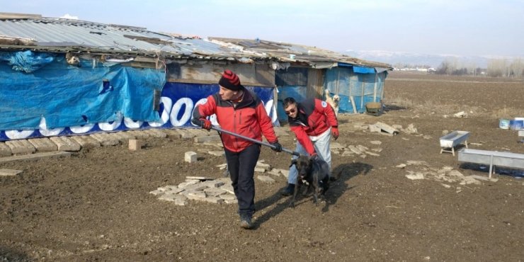 6 yaşındaki çocuğu 15 köpeğin elinden kurtardı