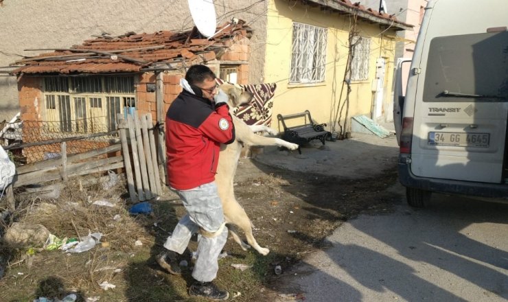 6 yaşındaki çocuğu 15 köpeğin elinden kurtardı