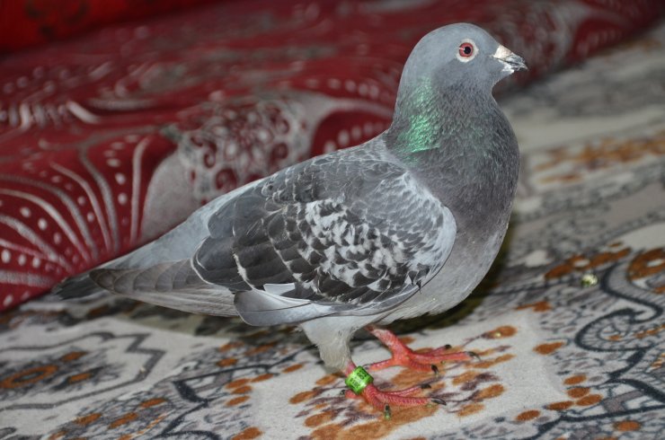 Hakkari'de ayağına "İran 2018" yazılı halka takılmış güvercin bulundu