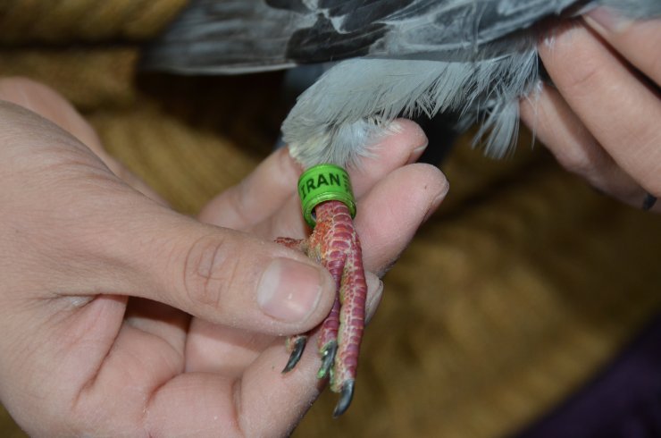 Hakkari'de ayağına "İran 2018" yazılı halka takılmış güvercin bulundu