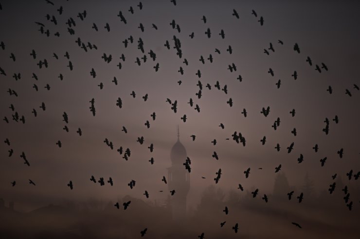 Kütahya'da kargaların gökyüzündeki dansı kamerada