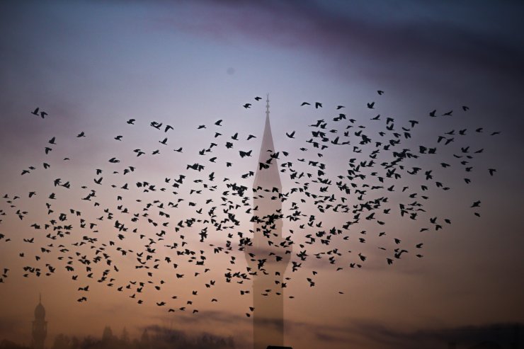 Kütahya'da kargaların gökyüzündeki dansı kamerada