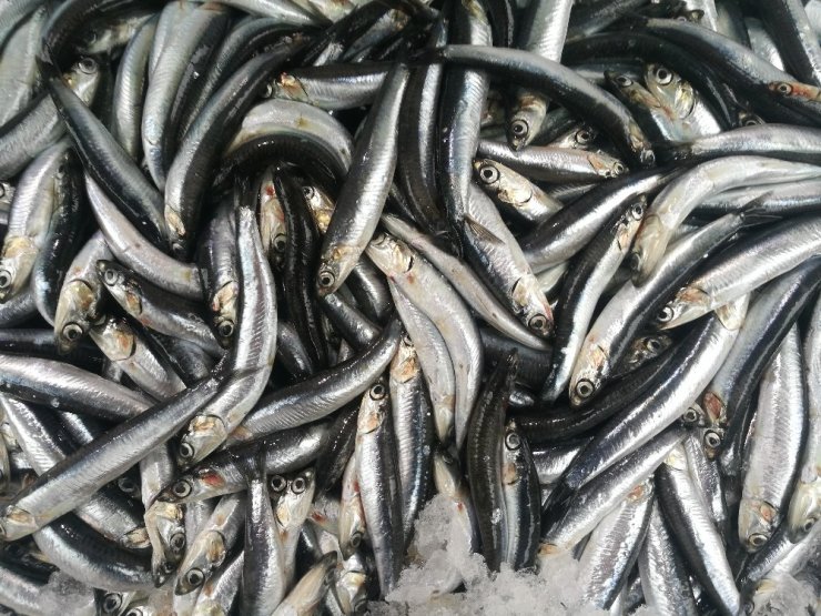 Karadeniz hamsisi 10 liradan tezgahlarda