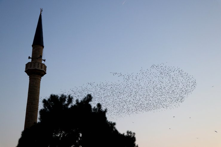 Tekirdağ'da sığırcıkların dansı güzel görüntüler oluşturdu