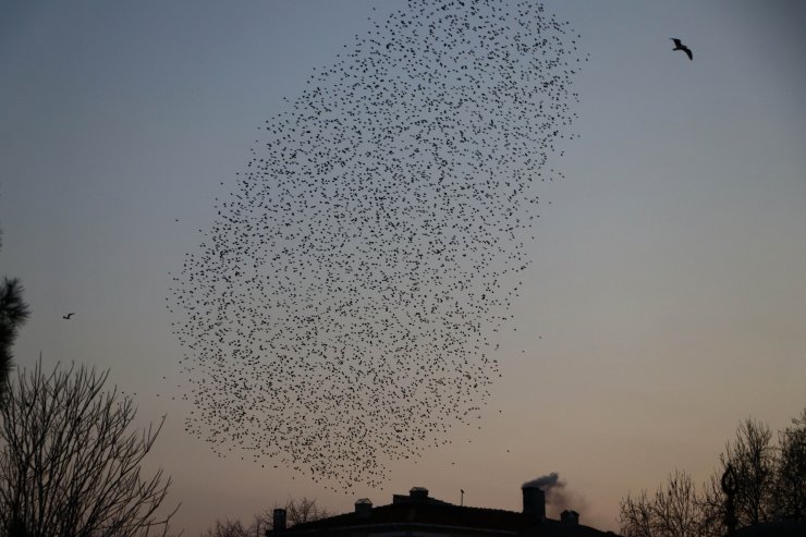 Tekirdağ'da sığırcıkların dansı güzel görüntüler oluşturdu