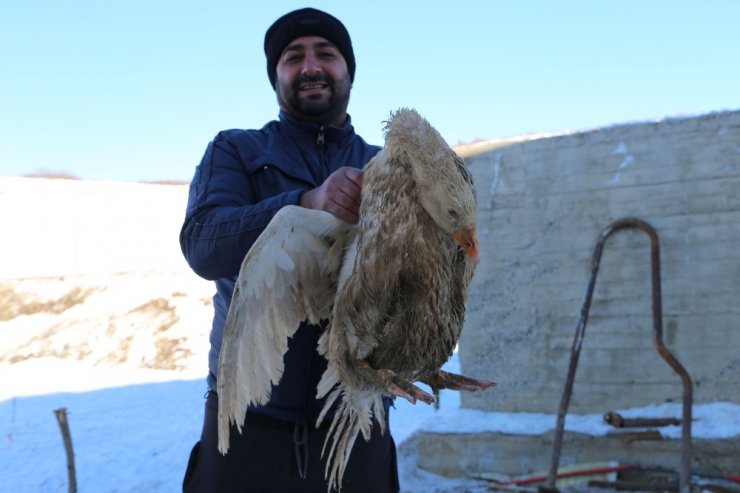 Varto Büyükbaş hayvanlarını satıp kaz çiftliği kurdu