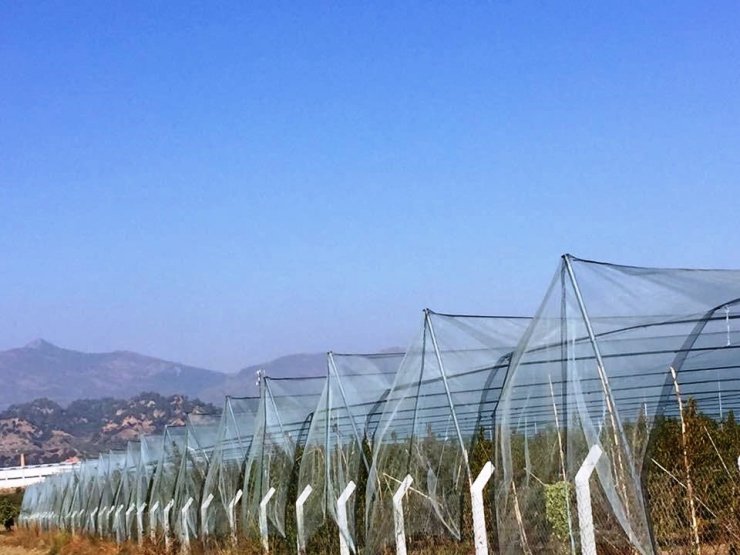 Meyve bahçesini file ile kapattı