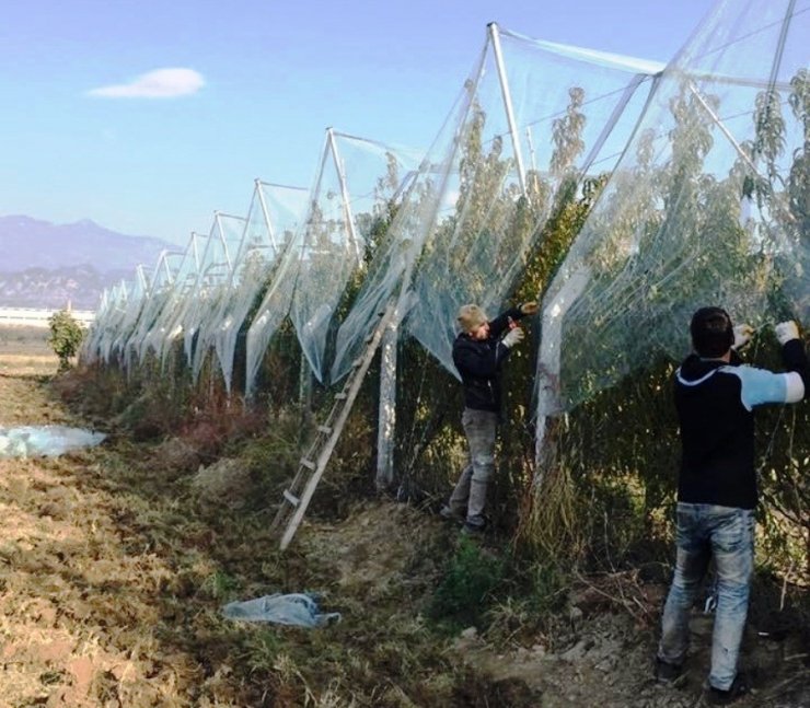 Meyve bahçesini file ile kapattı