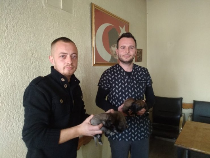 4 yavru köpeği çuvala koyup çöpe attılar